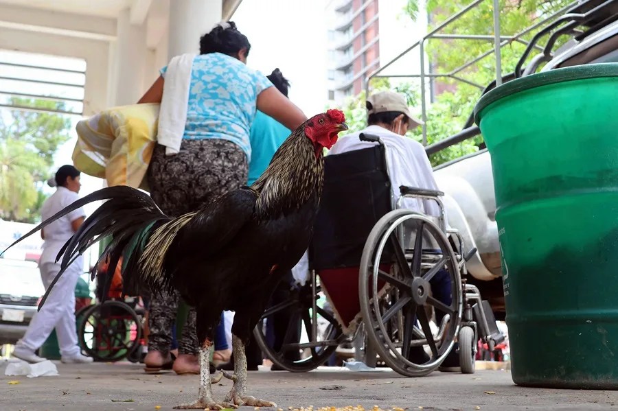 Martín, el gallo boliviano que vive en la puerta de un hospital tras la muerte de su dueño