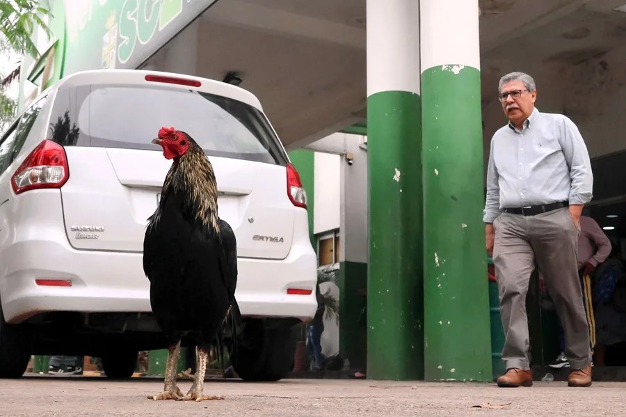 Martín, el gallo boliviano que vive en la puerta de un hospital tras la muerte de su dueño