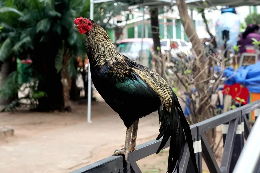 Martín, el gallo boliviano que vive en la puerta de un hospital tras la muerte de su dueño